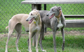 Greyhound HD Wallpapers 76332