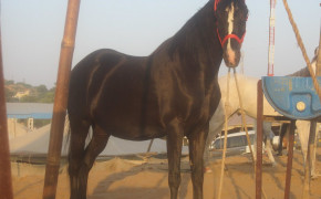 Marwari Horse HD Desktop Wallpaper 75035