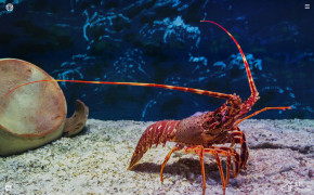Lobster HD Desktop Wallpaper 74540