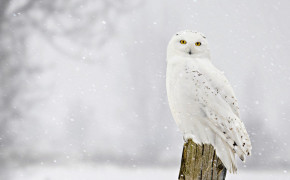 Snowy Owl High Definition Wallpaper 79709