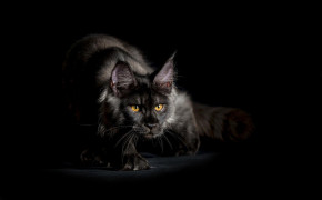 Maine Coon Background Wallpaper 74717