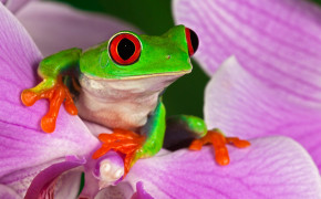 Red Eyed Tree Frog Best HD Wallpaper 78175