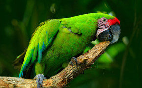 Military Macaw Widescreen Wallpaper 75078