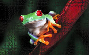 Tree Frog Wallpaper 80735
