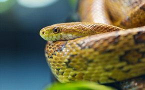 Viper Snake Wallpaper 2880x1800 81835