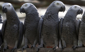 African Grey Parrot Background Wallpapers 73390