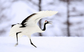 Red Crowned Crane Background HD Wallpapers 78344