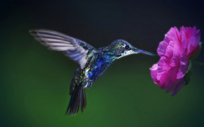 Flower Hummingbird HD Desktop Wallpaper 76215