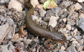 Red Bellied Newt Wallpapers Full HD 78151