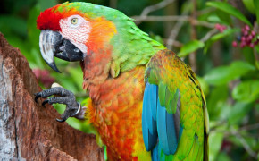 Military Macaw Background Wallpapers 75063