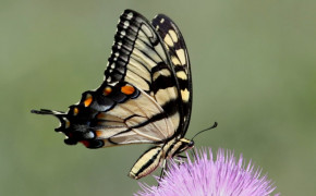 Swallowtail Butterfly Wallpaper 80246