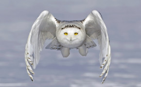 Snowy Owl HD Wallpaper 79707