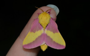 Rosy Maple Moth Wallpapers Full HD 78717