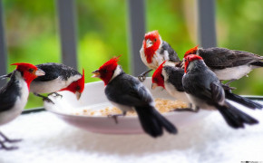 Red Crested Cardinal Wallpaper 2560x1600 82293