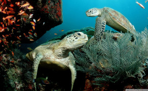 Sea Turtle HD Wallpaper 79144