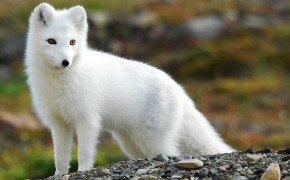 Arctic Fox Background HD Wallpapers 73908