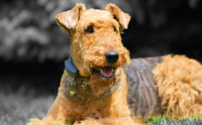 Airedale Terrier Background Wallpapers 73432