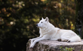 Arctic Wolf Background HD Wallpapers 73964