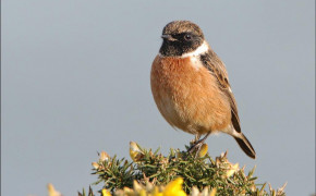 Stonechat Background HD Wallpapers 80101