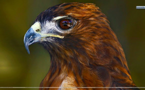 Red Tailed Hawk Background HD Wallpapers 78417