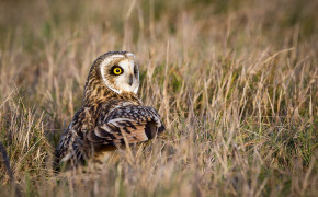 Short Eared Owl Background HD Wallpapers 79474