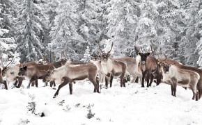 Reindeer Wallpaper 78468
