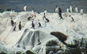 Imperial Shag Background Wallpaper 76945
