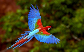 Red And Green Macaw Wallpaper HD 78258