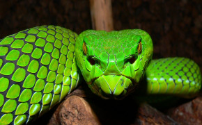 Viper Snake Wallpaper 2048x1536 81819