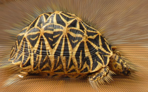 Indian Star Tortoise Background HD Wallpapers 76987
