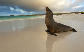 Sea Lion Background HD Wallpapers 79081