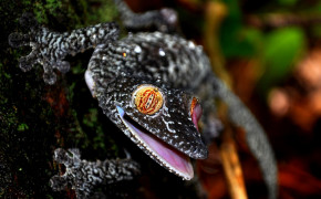 Satanic Leaf Tailed Gecko Background Wallpapers 78946