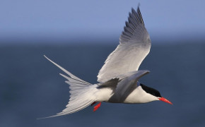 Arctic Tern Background Wallpapers 73947