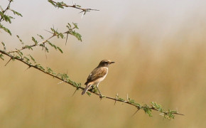 Stonechat HQ Background Wallpaper 80114