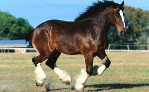 Shire Horse HD Background Wallpaper 79447