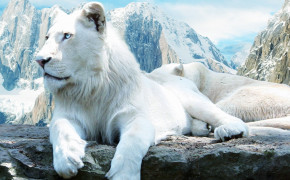 White Lion Background Wallpaper 08165
