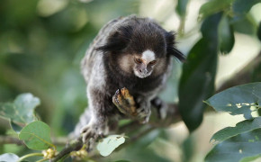 Marmoset Background HD Wallpapers 74972