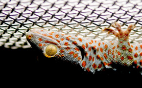 Tokay Gecko Desktop Widescreen Wallpaper 80695