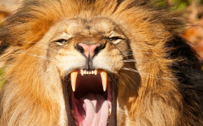Angry Lion Background Wallpaper 76038