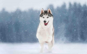 Siberian Husky Desktop Wallpaper 79532