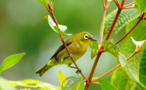 Japanese White Eye Background HD Wallpapers 77147