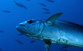 Tuna Fish Wallpaper 1920x1080 81763