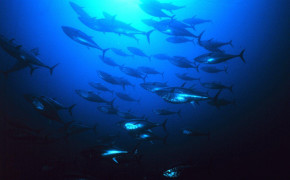 Tuna Fish Wallpaper 1824x1168 81760