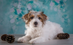 Sealyham Terrier Wallpaper 4000x2529 82427