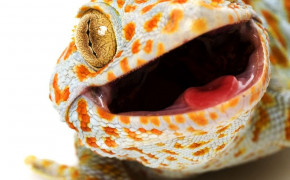 Tokay Gecko Wallpaper 80703