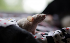Rat Background HD Wallpapers 78085