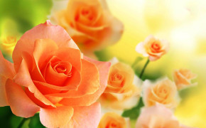 Beautiful Orange Rose Background Wallpaper 07643