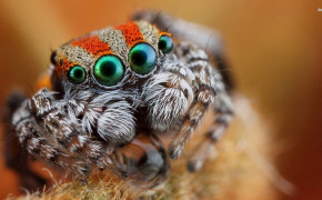 Jumping Spider HD Wallpapers 77191