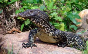 Asian Water Monitor Background Wallpapers 74035
