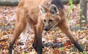 Maned Wolf HD Background Wallpaper 74910